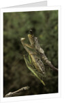 Mantis religiosa (praying mantis) - mating by Anonymous