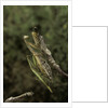 Mantis religiosa (praying mantis) - mating by Anonymous