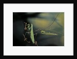 Mantis religiosa (praying mantis) - male with female by Anonymous