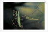 Mantis religiosa (praying mantis) - male with female by Anonymous