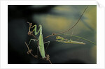 Mantis religiosa (praying mantis) - male with female by Anonymous