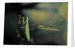 Mantis religiosa (praying mantis) - male with female by Anonymous