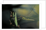 Mantis religiosa (praying mantis) - male with female by Anonymous