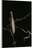 Mantis religiosa (praying mantis) - male with female by Anonymous