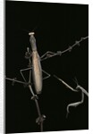 Mantis religiosa (praying mantis) - male with female by Anonymous