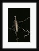 Mantis religiosa (praying mantis) - male with female by Anonymous