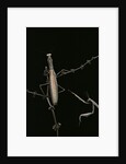 Mantis religiosa (praying mantis) - male with female by Anonymous