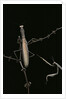 Mantis religiosa (praying mantis) - male with female by Anonymous