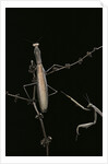 Mantis religiosa (praying mantis) - male with female by Anonymous