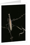 Mantis religiosa (praying mantis) - male with female by Anonymous