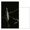Mantis religiosa (praying mantis) - male with female by Anonymous