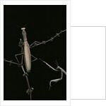 Mantis religiosa (praying mantis) - male with female by Anonymous