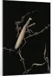 Mantis religiosa (praying mantis) - male with female by Anonymous