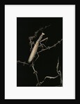 Mantis religiosa (praying mantis) - male with female by Anonymous