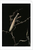 Mantis religiosa (praying mantis) - male with female by Anonymous