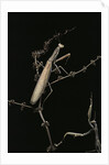 Mantis religiosa (praying mantis) - male with female by Anonymous