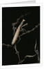 Mantis religiosa (praying mantis) - male with female by Anonymous