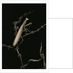 Mantis religiosa (praying mantis) - male with female by Anonymous