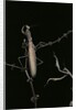 Mantis religiosa (praying mantis) - male with female by Anonymous
