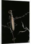 Mantis religiosa (praying mantis) - male with female by Anonymous