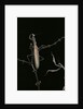 Mantis religiosa (praying mantis) - male with female by Anonymous