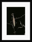 Mantis religiosa (praying mantis) - male with female by Anonymous