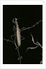 Mantis religiosa (praying mantis) - male with female by Anonymous