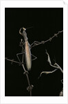 Mantis religiosa (praying mantis) - male with female by Anonymous