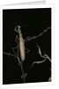 Mantis religiosa (praying mantis) - male with female by Anonymous