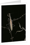 Mantis religiosa (praying mantis) - male with female by Anonymous
