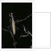 Mantis religiosa (praying mantis) - male with female by Anonymous