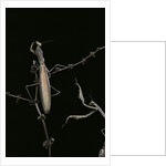 Mantis religiosa (praying mantis) - male with female by Anonymous