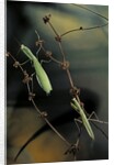 Mantis religiosa (praying mantis) - male with female by Anonymous