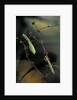 Mantis religiosa (praying mantis) - male with female by Anonymous