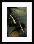 Mantis religiosa (praying mantis) - male with female by Anonymous