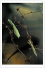 Mantis religiosa (praying mantis) - male with female by Anonymous