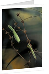 Mantis religiosa (praying mantis) - male with female by Anonymous
