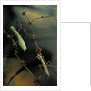 Mantis religiosa (praying mantis) - male with female by Anonymous