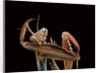 Mantis religiosa (praying mantis) - cleaning itself by Anonymous