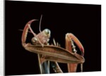 Mantis religiosa (praying mantis) - cleaning itself by Anonymous