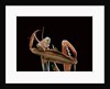 Mantis religiosa (praying mantis) - cleaning itself by Anonymous