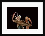 Mantis religiosa (praying mantis) - cleaning itself by Anonymous