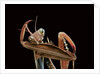 Mantis religiosa (praying mantis) - cleaning itself by Anonymous