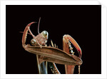 Mantis religiosa (praying mantis) - cleaning itself by Anonymous