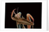 Mantis religiosa (praying mantis) - cleaning itself by Anonymous