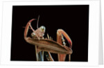 Mantis religiosa (praying mantis) - cleaning itself by Anonymous
