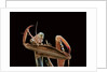 Mantis religiosa (praying mantis) - cleaning itself by Anonymous