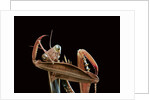 Mantis religiosa (praying mantis) - cleaning itself by Anonymous