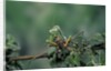 Mantis religiosa (praying mantis) - feeding on a grasshopper by Anonymous
