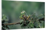 Mantis religiosa (praying mantis) - feeding on a grasshopper by Anonymous
